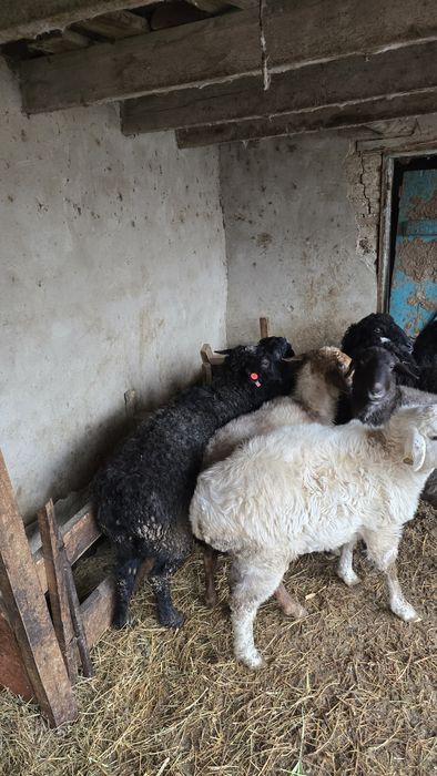 Қой тоқты тұсақ сатылады