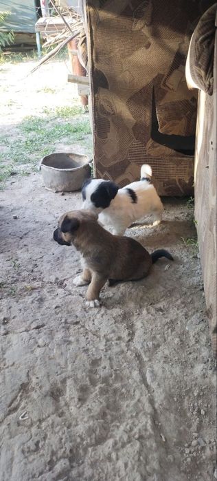 Срочно отдам даром