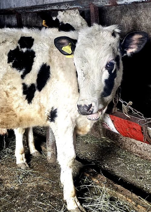 Телка и бычок продаи 1 год