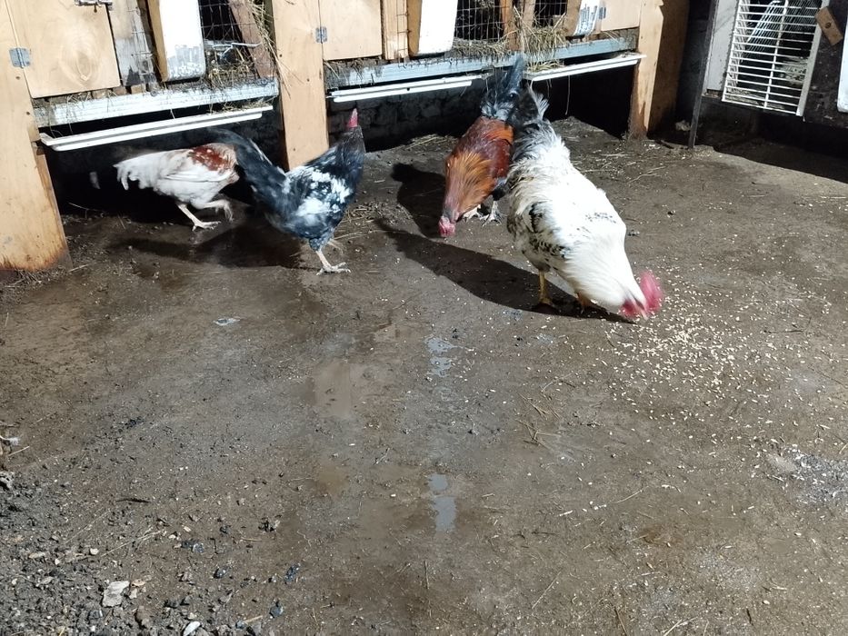 Продам домашних петухов