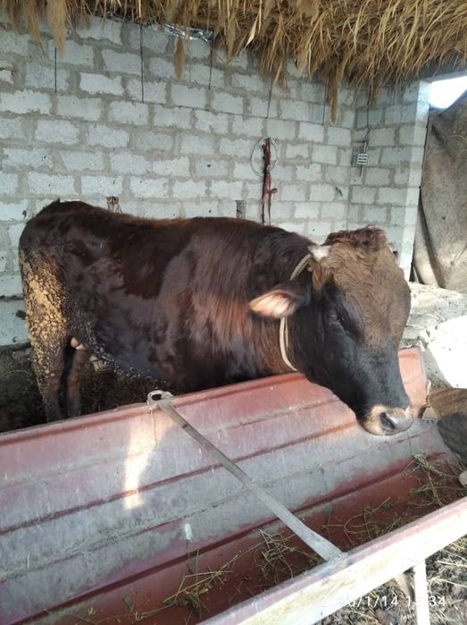 Букалар сотилади