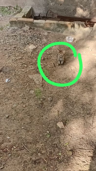 Котенок в добрые руки.