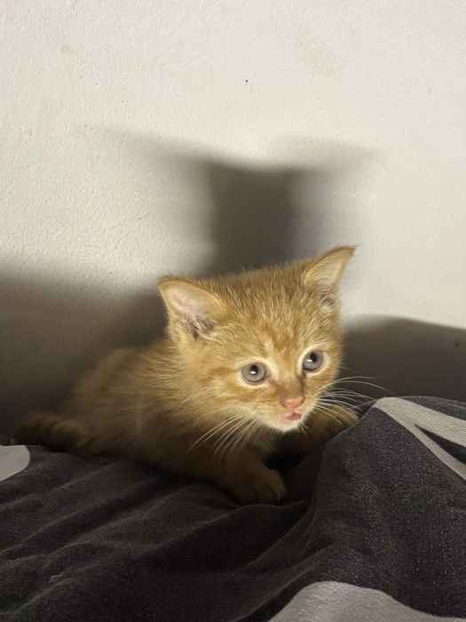 Котенок два месяца