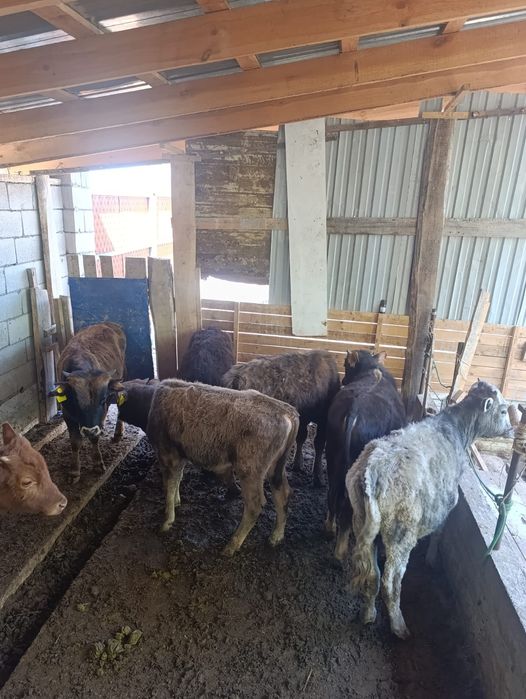 Бузаулар сатылады