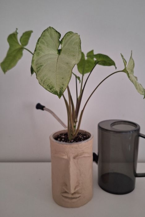 Комнатные цветы: сингониумы