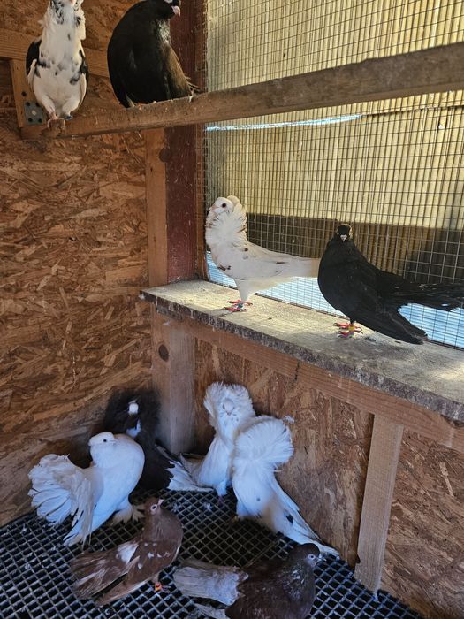 Vand  Porumbei generații 2024 si 2025  intre 30 si 80  lei bucata