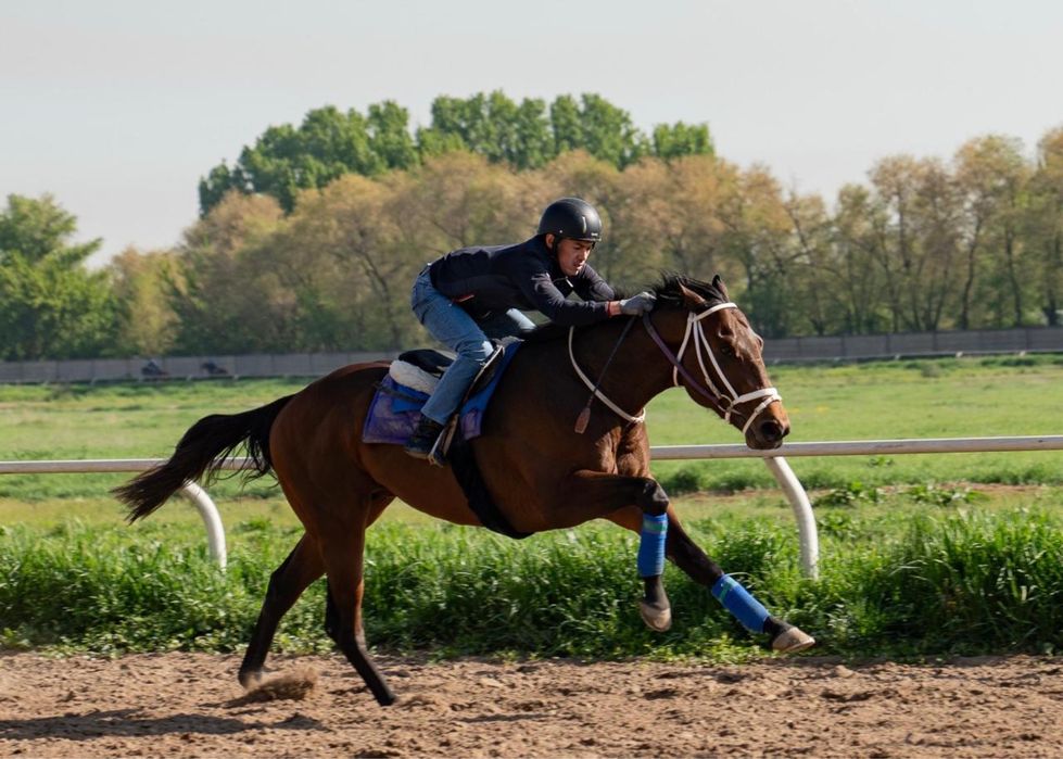 Тренинг и содержание лошадей