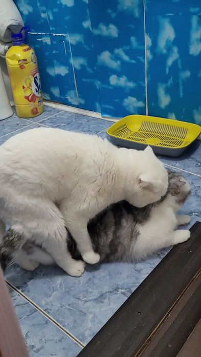 Вязка кот шотландский вислоухий