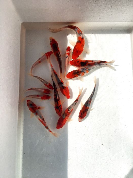 Арзон нардан коя балик,лари сотилади оптом