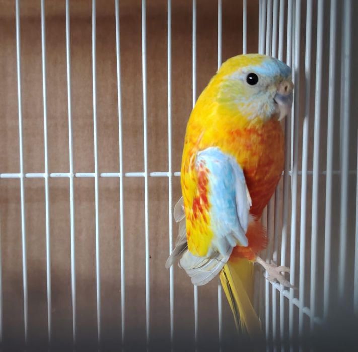 Papagalii diferite specii