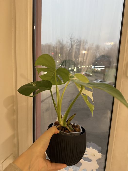 Продам монстеру альбу