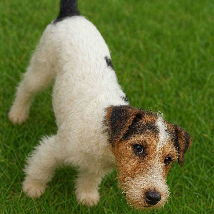 Продаются щенки фокстерьера