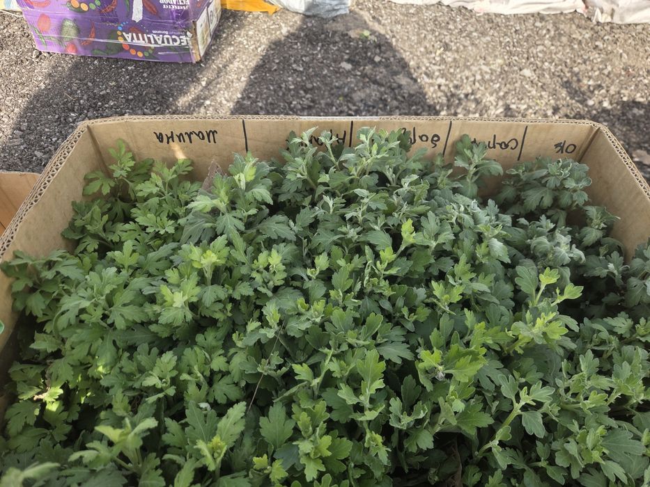 Рассада все вида!