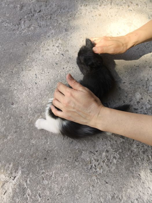 Отдам бесплатно котят