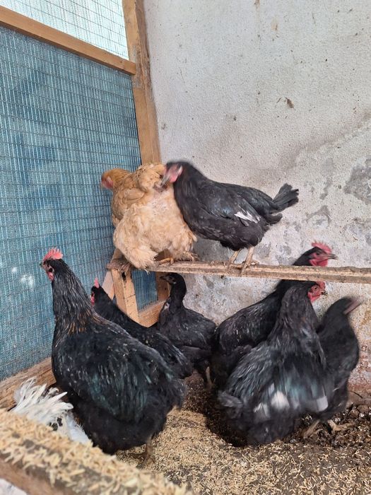 Xoroz tovuq jojala sotiladi