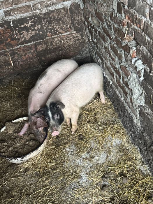 Продавам малки прасета