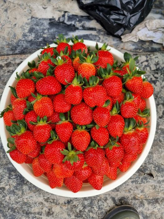 Клубник Корейский солхян