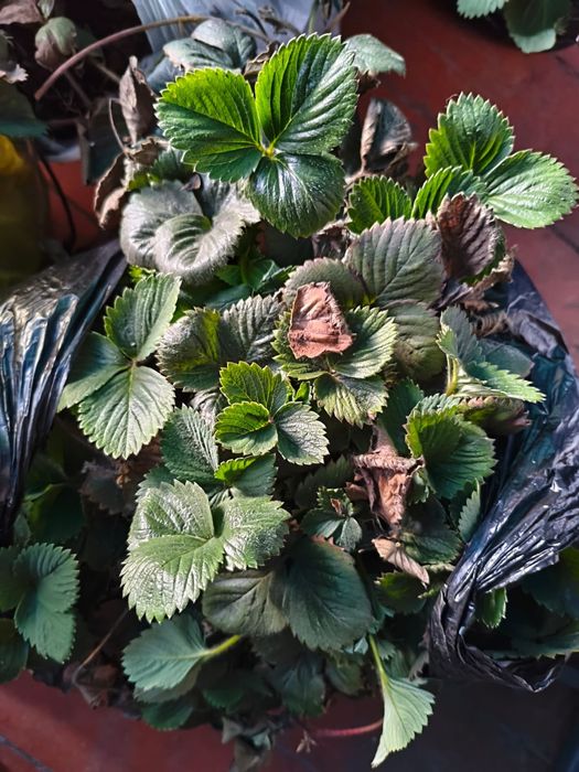 Клубника усатая ..