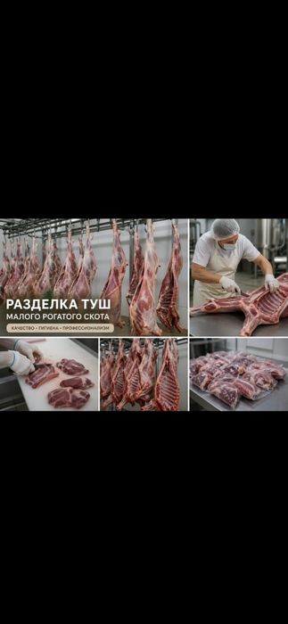 Қой,ешкі соямын.