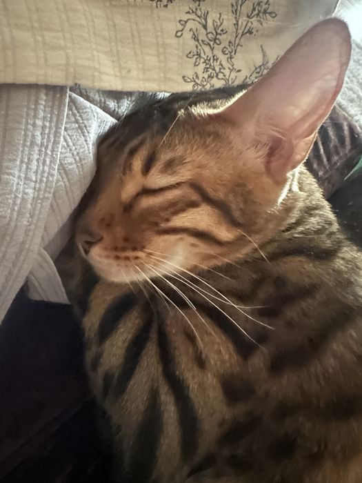 Котик бенгальский бесплатно (только в квартиру)