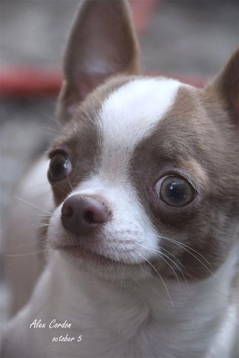 Предлагаю кобеля Чихуахуа вязка