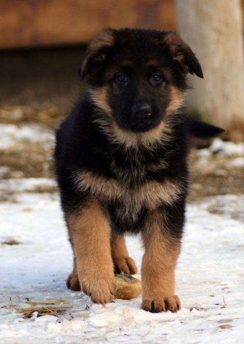 Pui ciobanesc german cu par scurt de inalta calitate