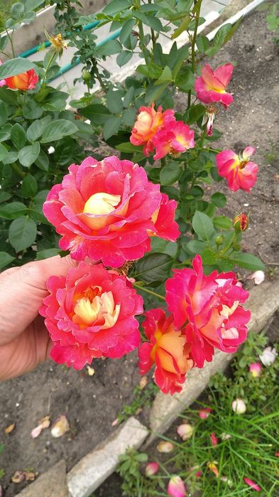 Дача Звездочка 131 км