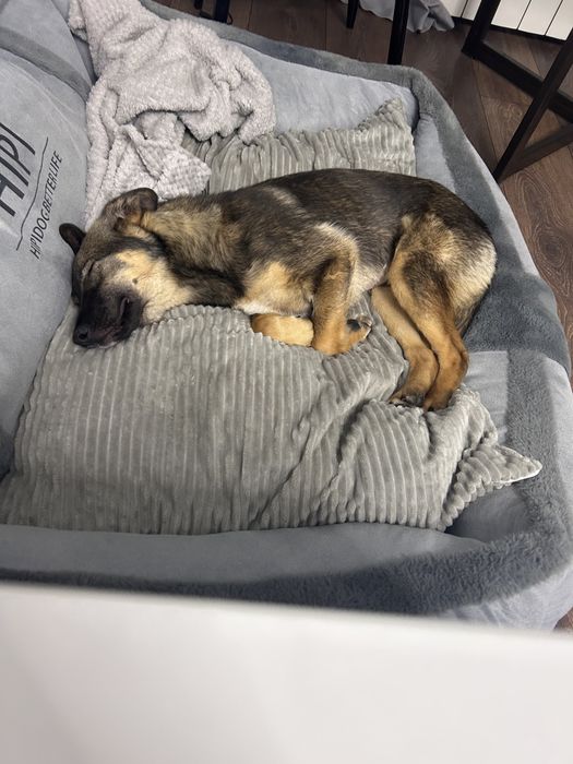 Отдам собаку в добрые руки