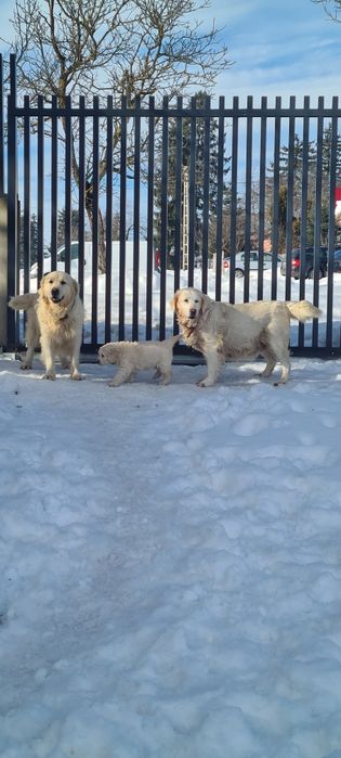 Golden Retriever canisa campioni pedigree