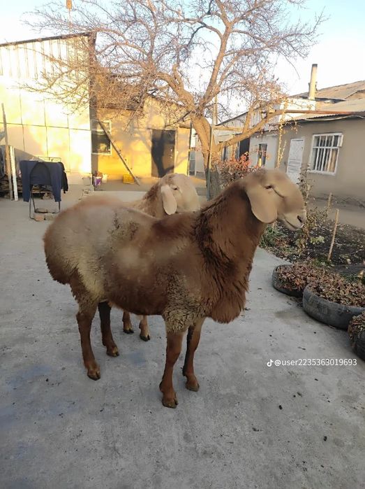 Срочно! Продам курдючного барана!!! Торг