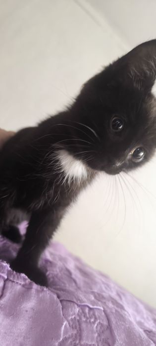 Отдам даром котят
