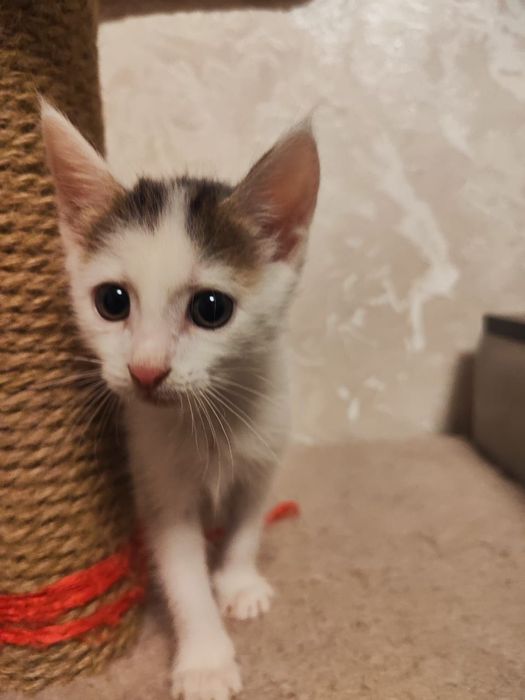 Отдам котика в добрые руки