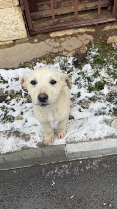 Подарявам кученце на 2 месеца