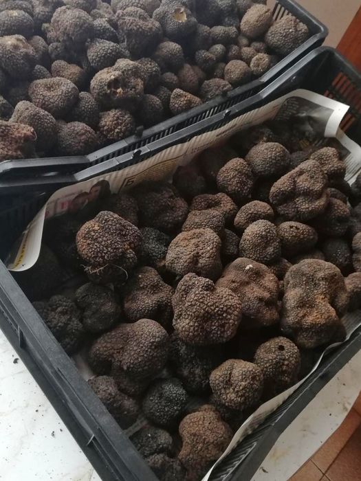 Черен летен трюфел (tuber aestivum)