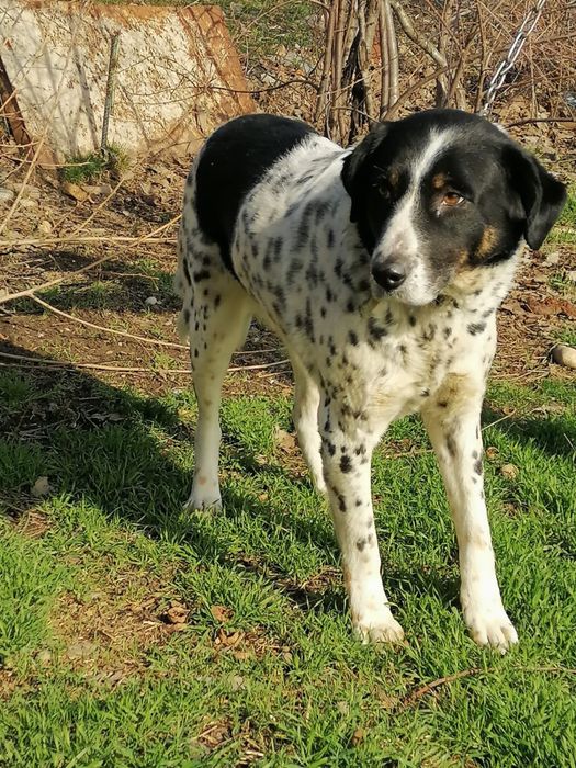 Собачки в добрые руки!