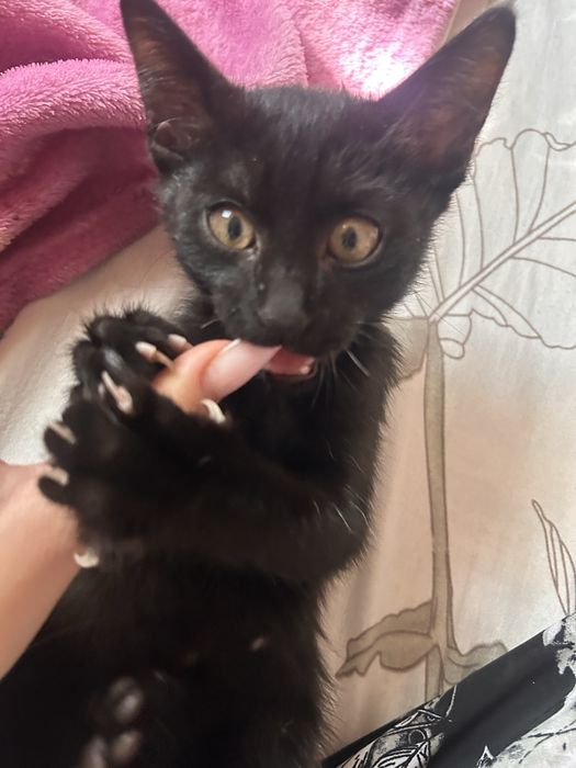 котенка в добрые руки