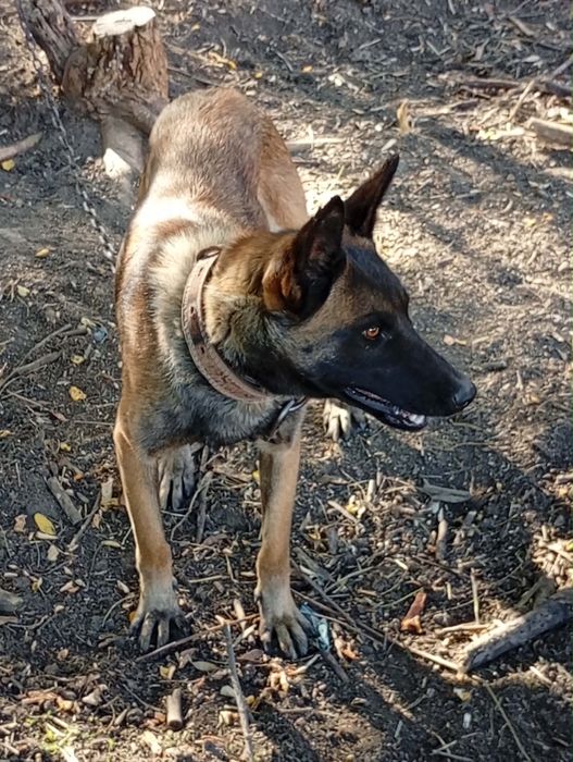 Vand caine malinois