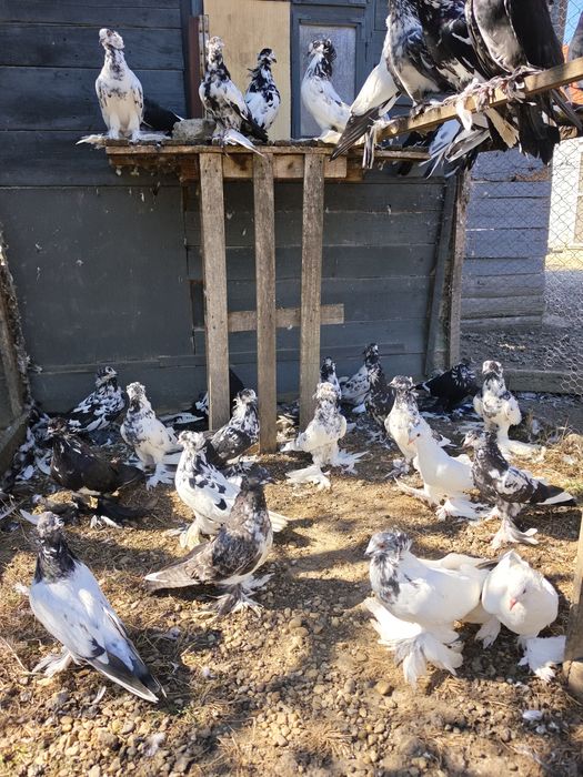 Uriași Maghiari de vânzare