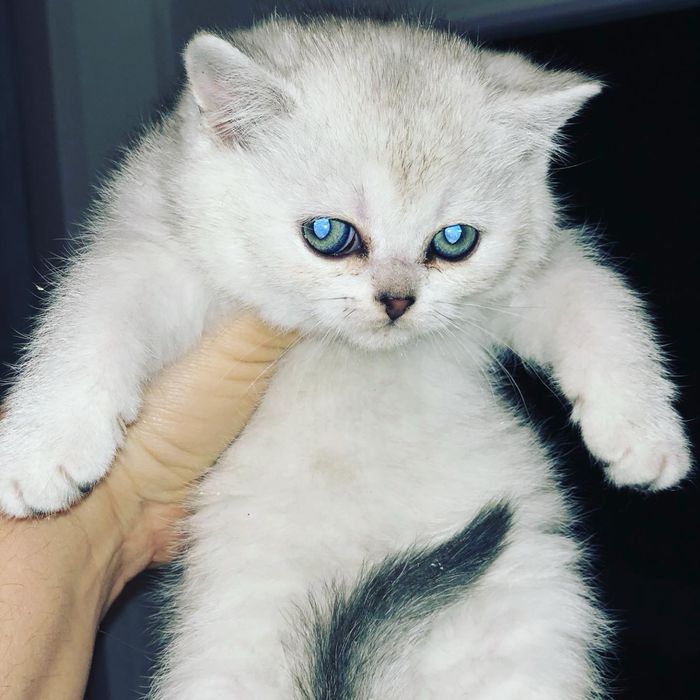 Шиншилловые котики