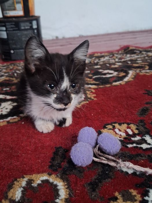 Отдам котят в добрые руки