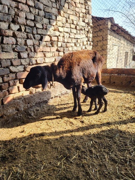 Қой қозы.      .