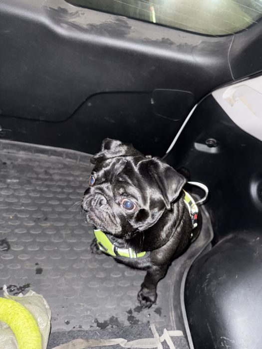 Мопс по имени Сэм ищет подружку для вязки