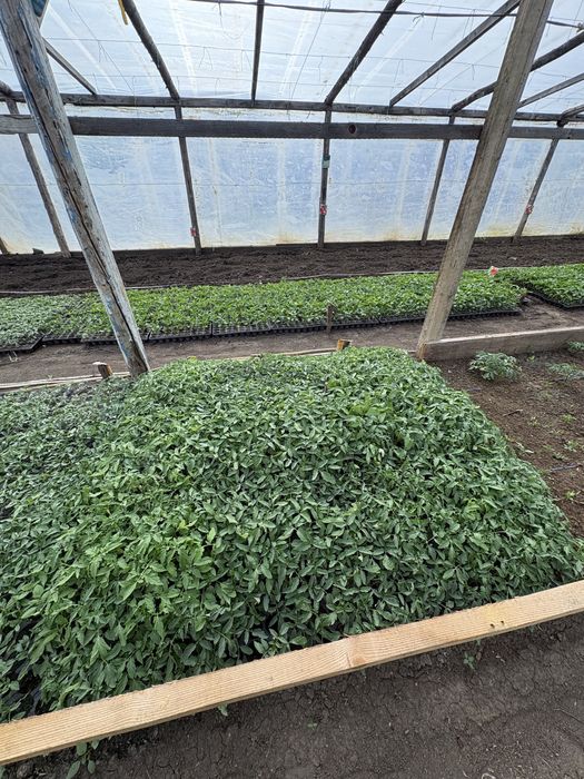 Răsaduri sănătoase de legume – pregătite pentru plantare
