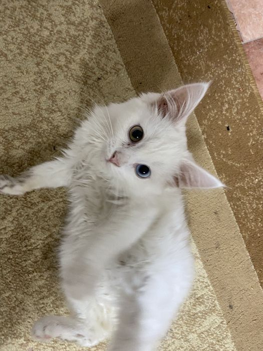 Отдаю кошку в добрые руки