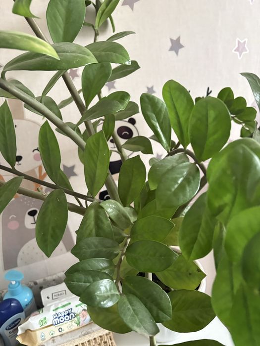 Замиокулькас (долларовое дерево) 7000
