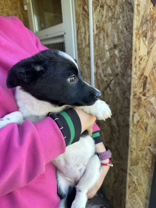 Отдам щенят в добрые руки