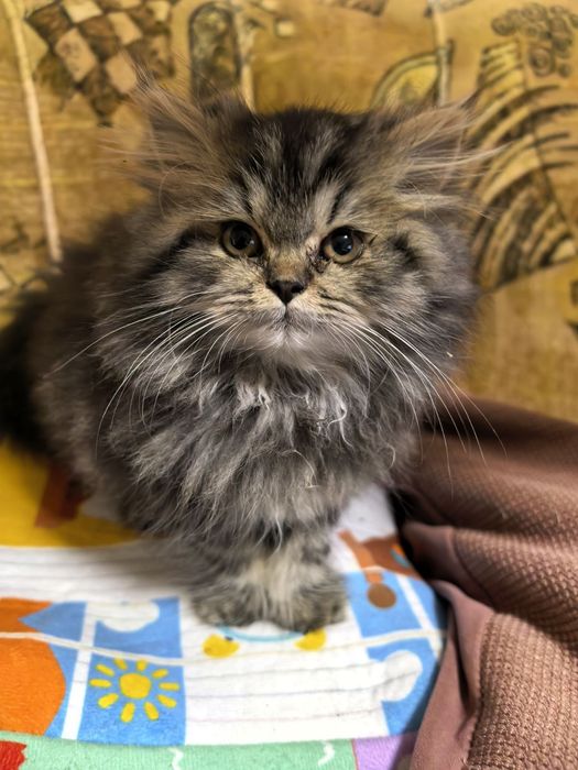 Персийско котенце