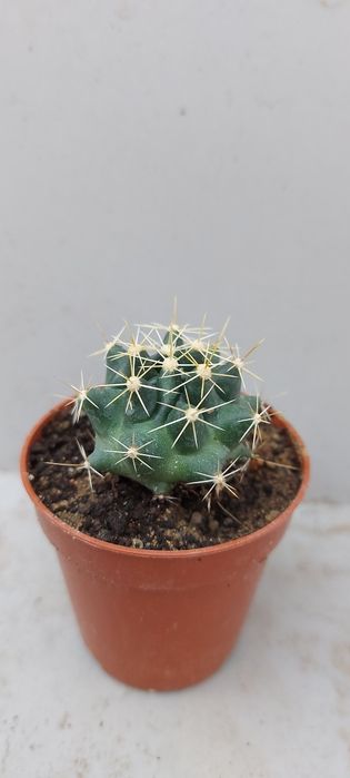 Кактус шаровидный