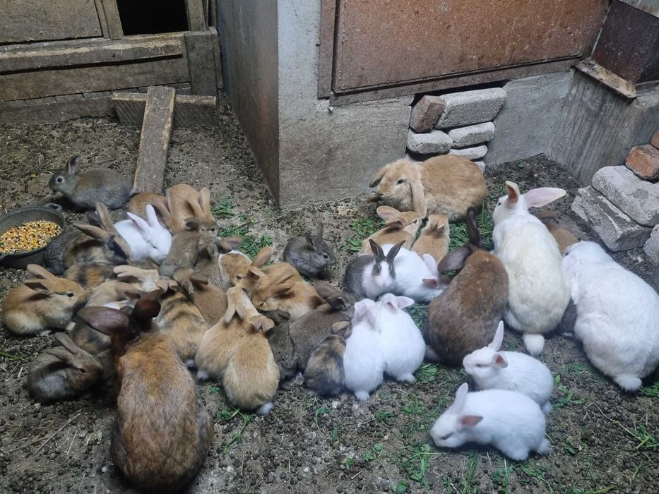 Vand iepuri mari și mici