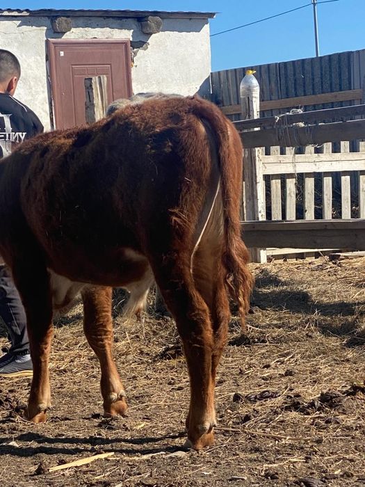 Акбас буқа сатылады